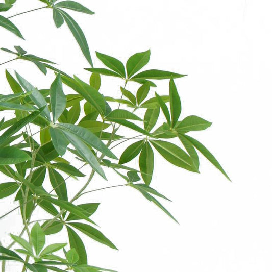 150cm Artificial Money Tree Pachira Realistic Faux Tree – image 2