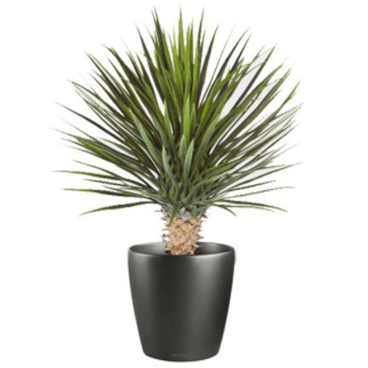 75cm Artificial Dracaena Plant – image 2