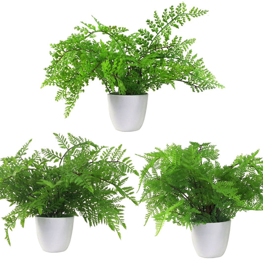 Pack of 3 x 30cm Artificial Ferns Southern Wood Lady and Royal Potted – image 2