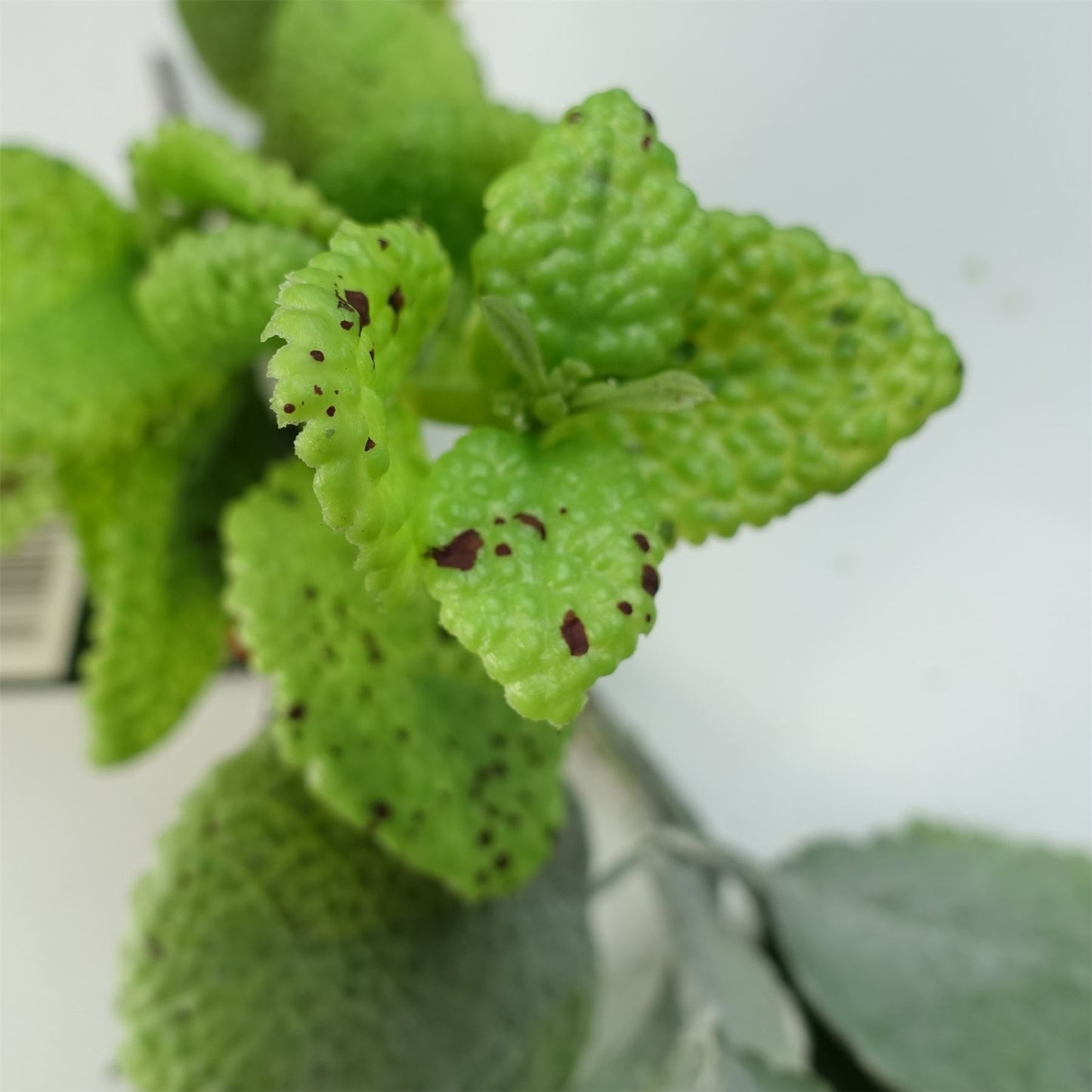 125cm Artificial Hanging Trailing Mint Leaf Garland Plant – image 4