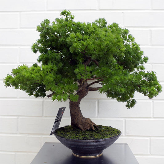 Artificial Luxury Pine Bonsai Tree 50cm – image 2