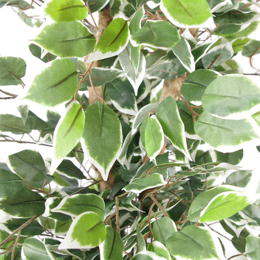 130cm Artificial Variegated White/Green Bushy Ficus Tree – image 2