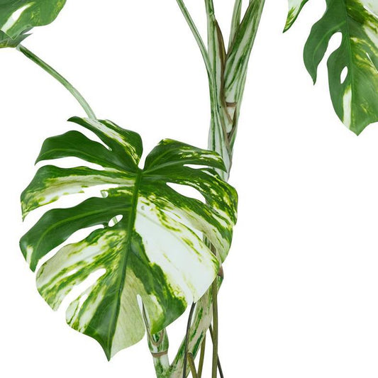 120cm Variegated Monstera Realistic Artificial Tree – image 2