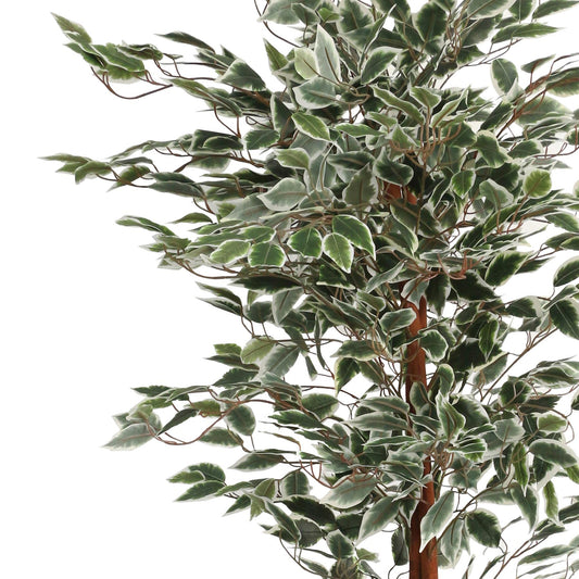 160cm Artificial Ficus with Natural Variegated Leaves – image 2