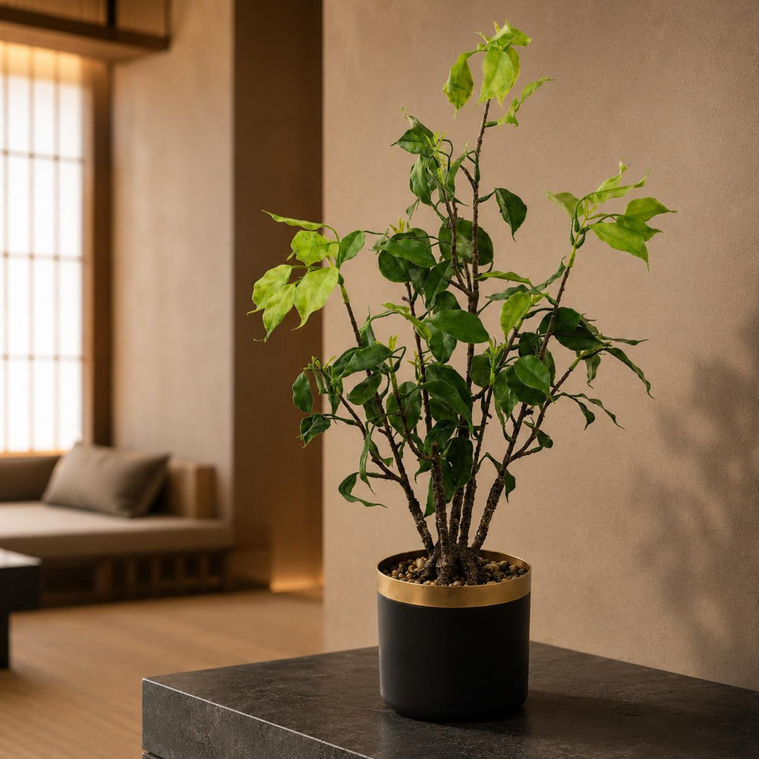 Wholesale Bonsai Trees — Leaf Design Wholesale