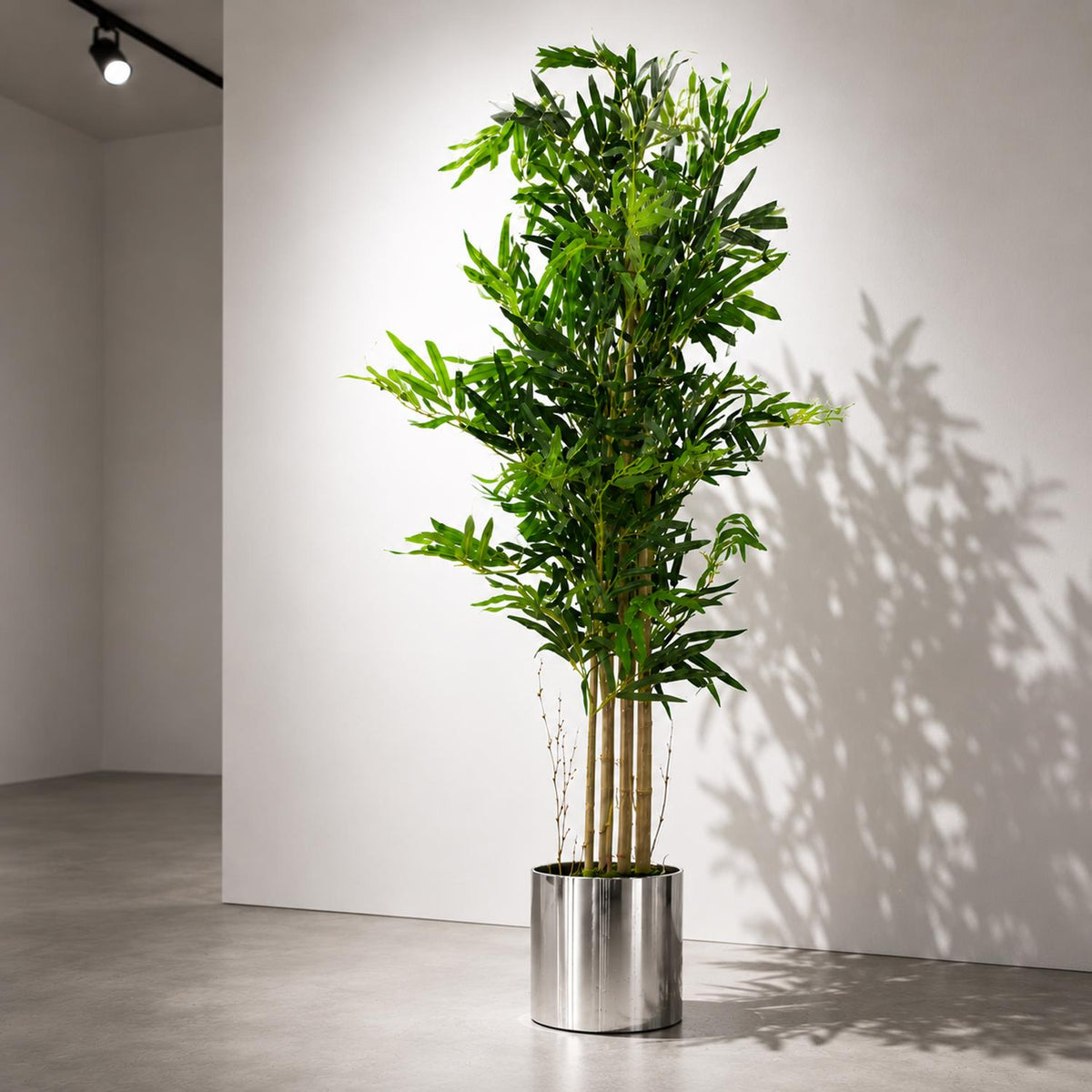 Bamboo Trees — wholesale