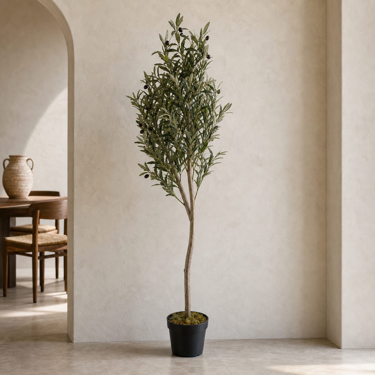 Olive Trees — wholesale