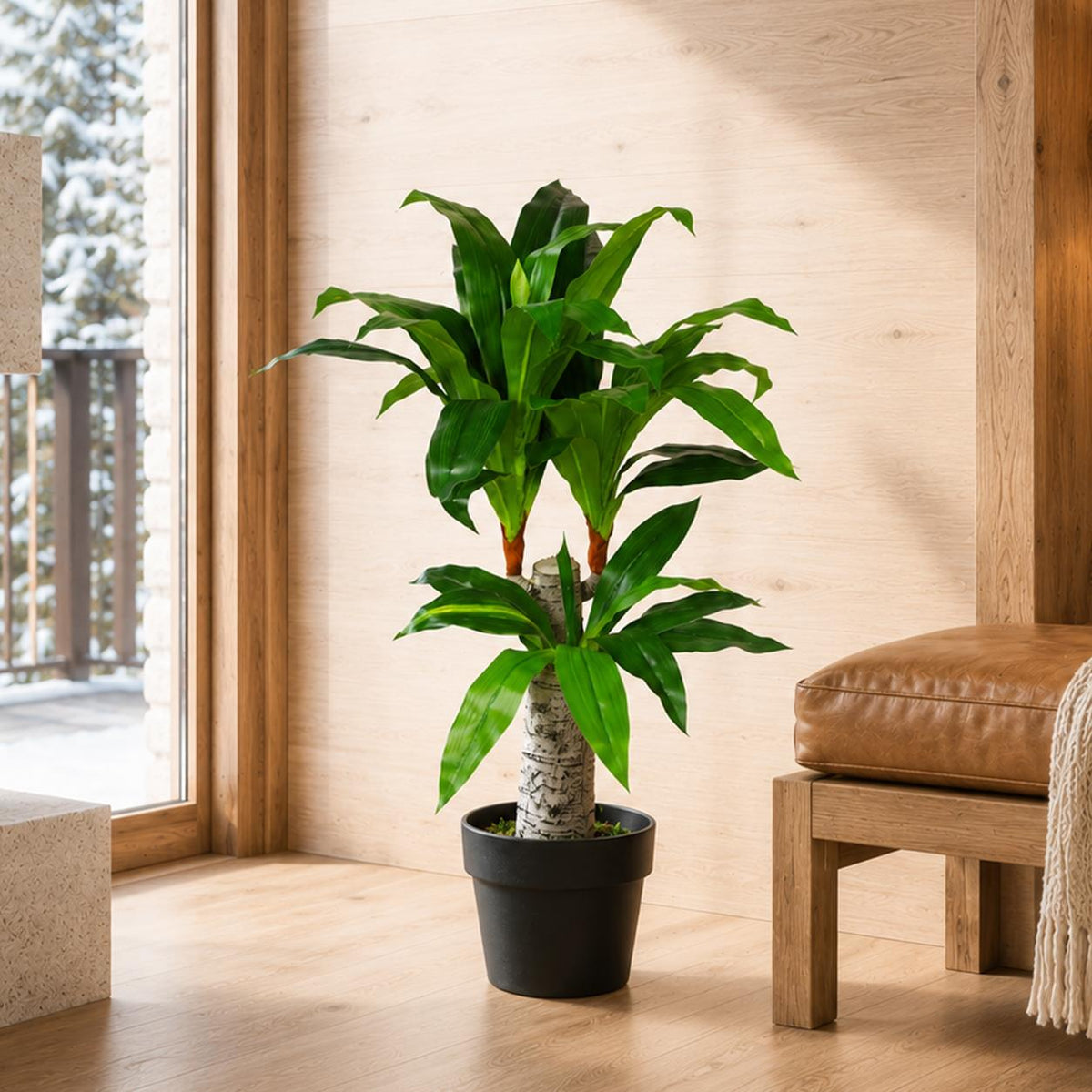 Dracaena Plants — wholesale
