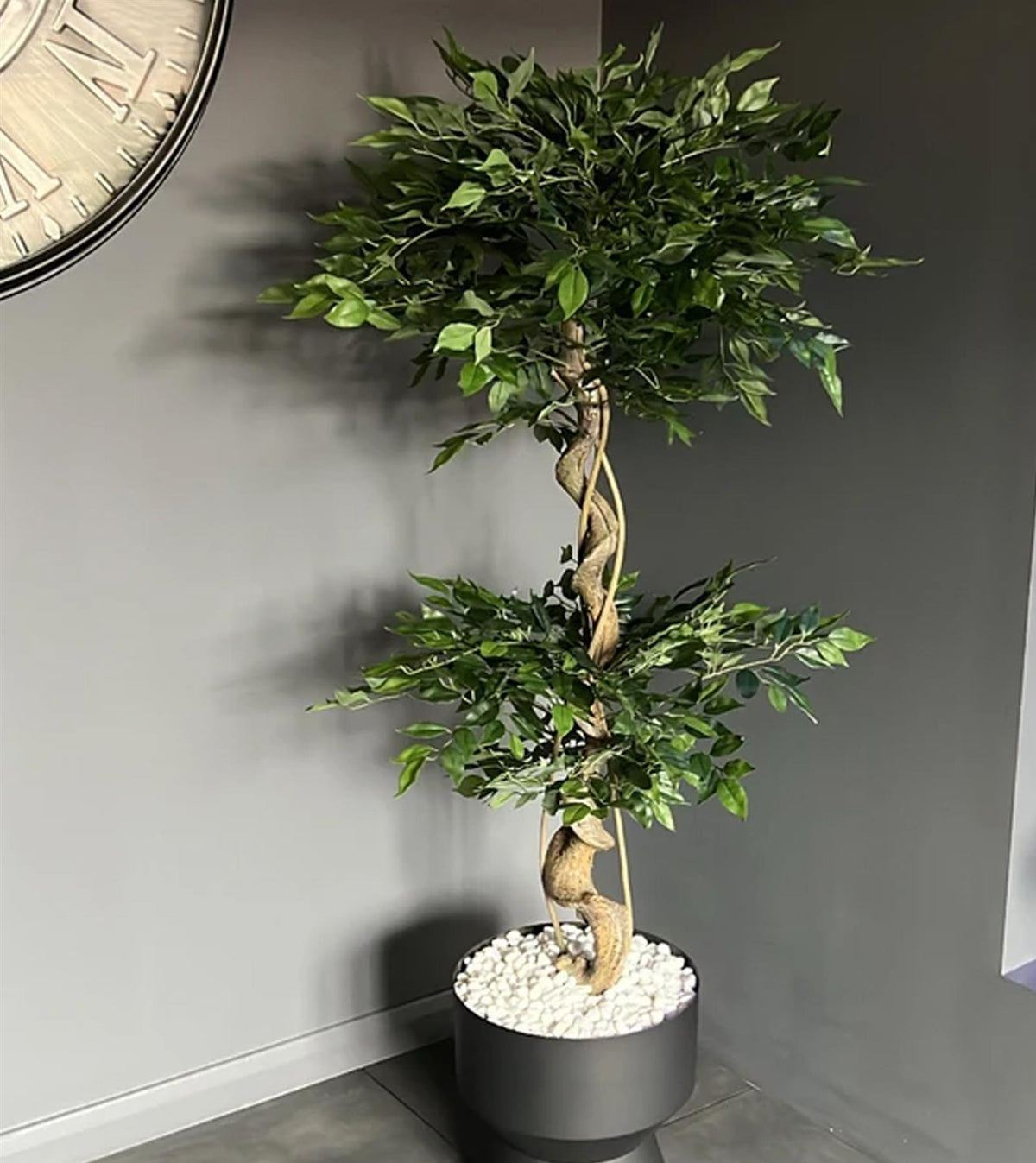 Japanese Trees — wholesale