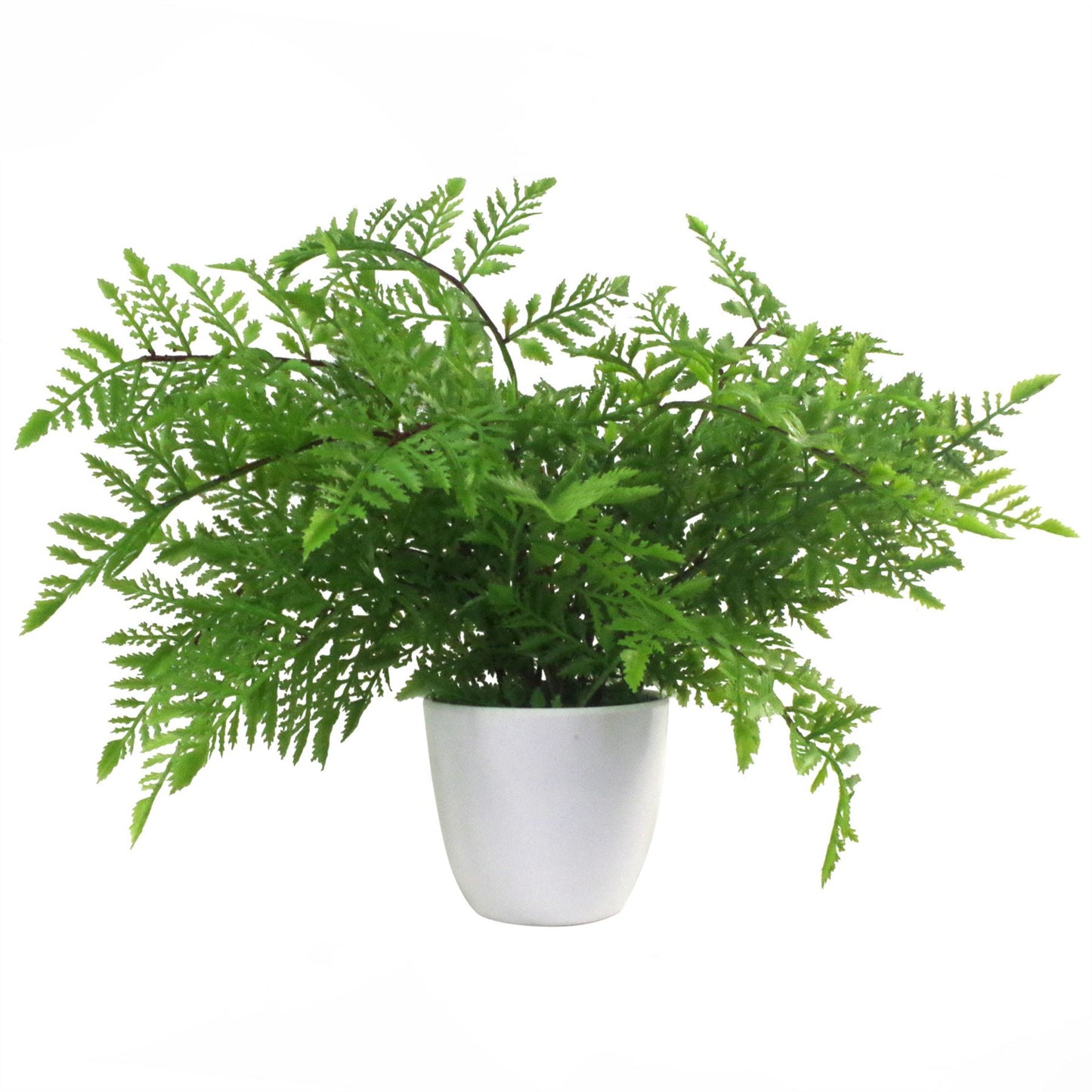 Pack of 3 x 30cm Artificial Ferns Southern Wood Lady and Royal Potted – image 5