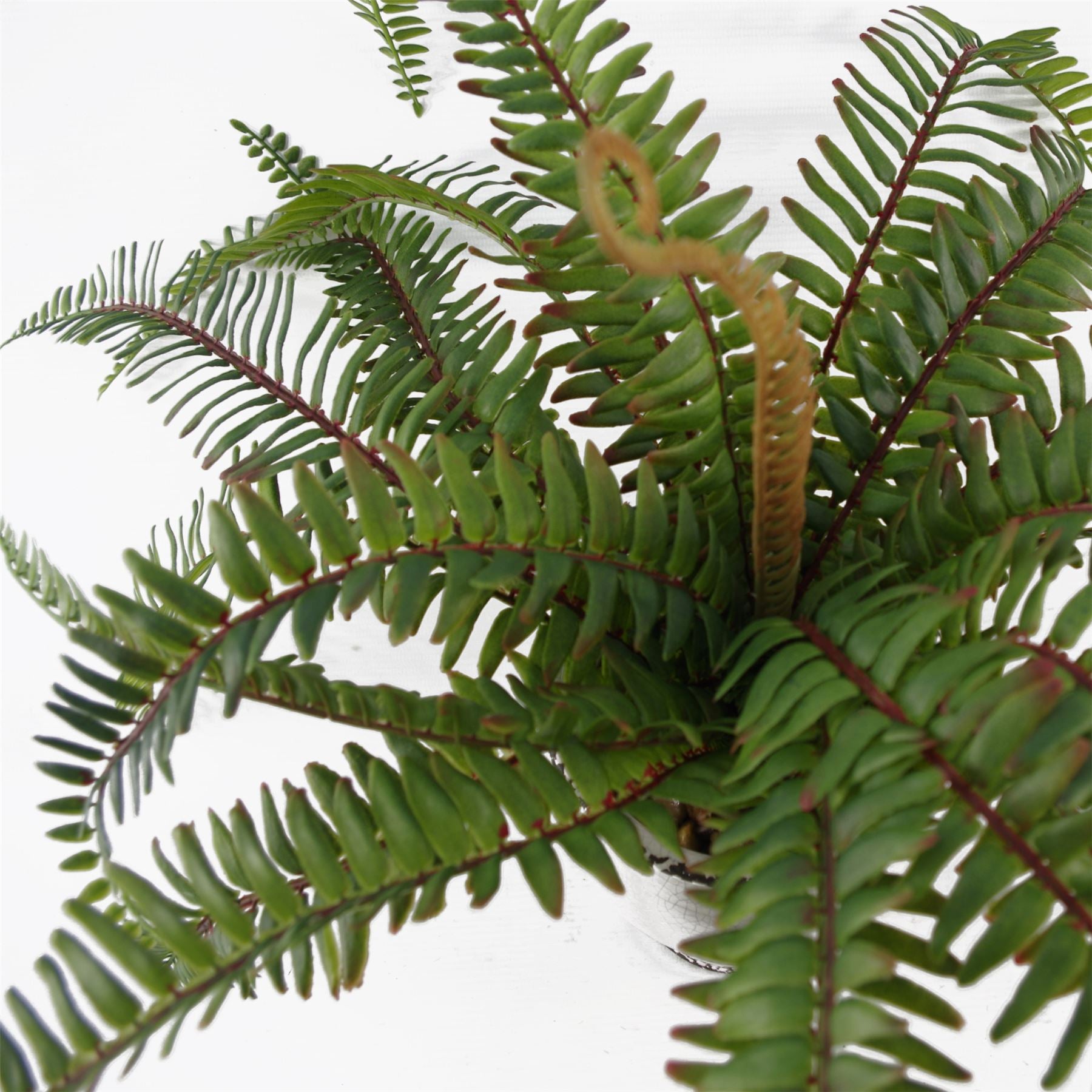40cm Artificial Fern Bush in Decorative Planter – image 5
