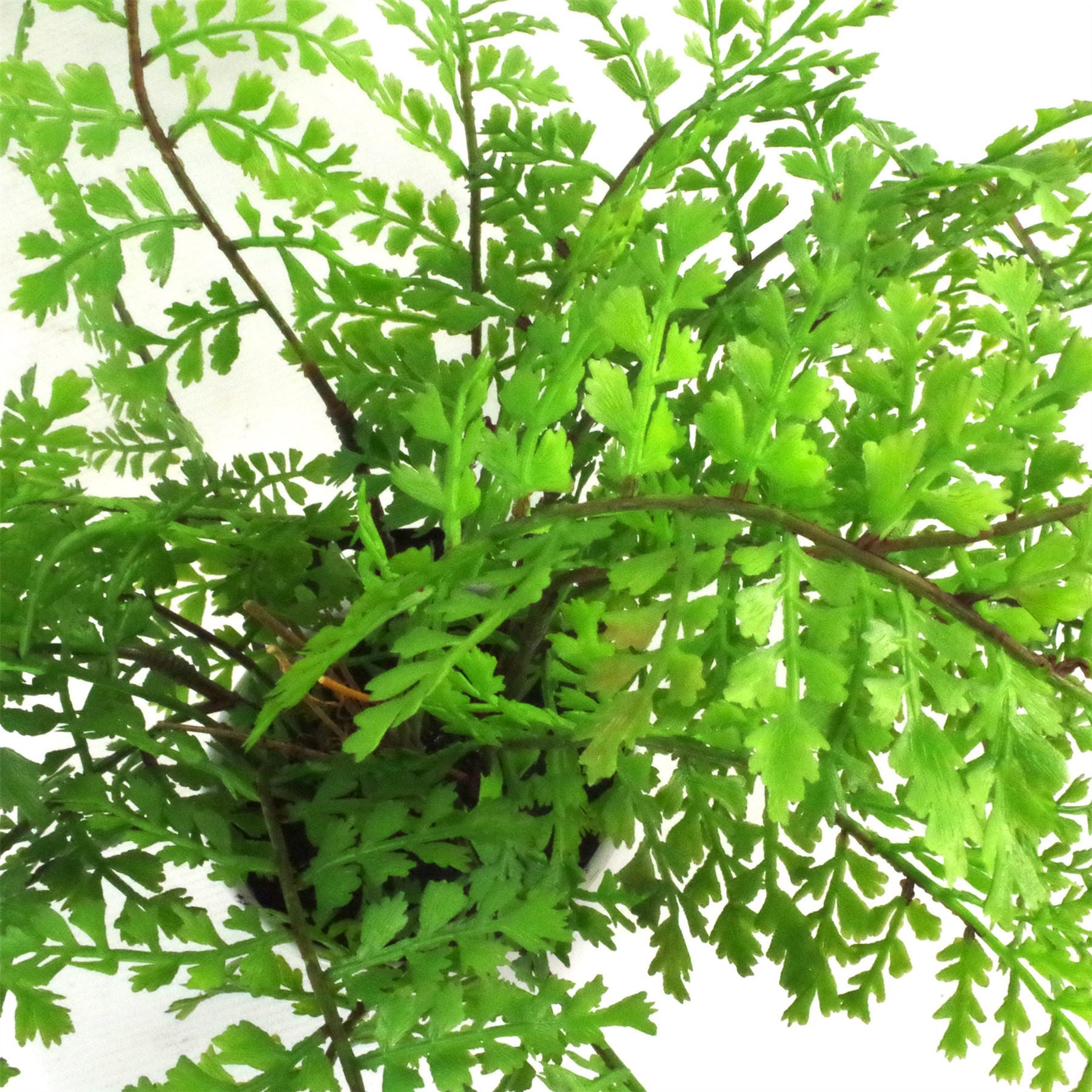 Faux 30cm Artificial Potted Royal Fern – image 4