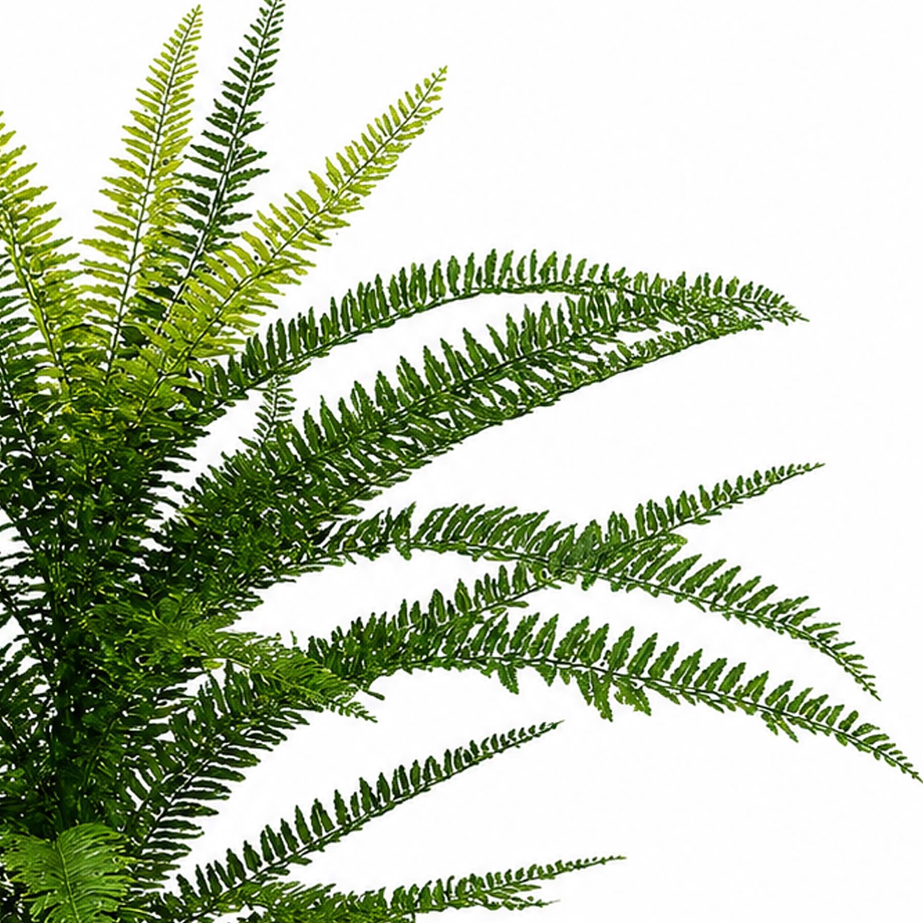 75cm Artificial Fire Retardant Plastic Boston Fern Plant – image 3