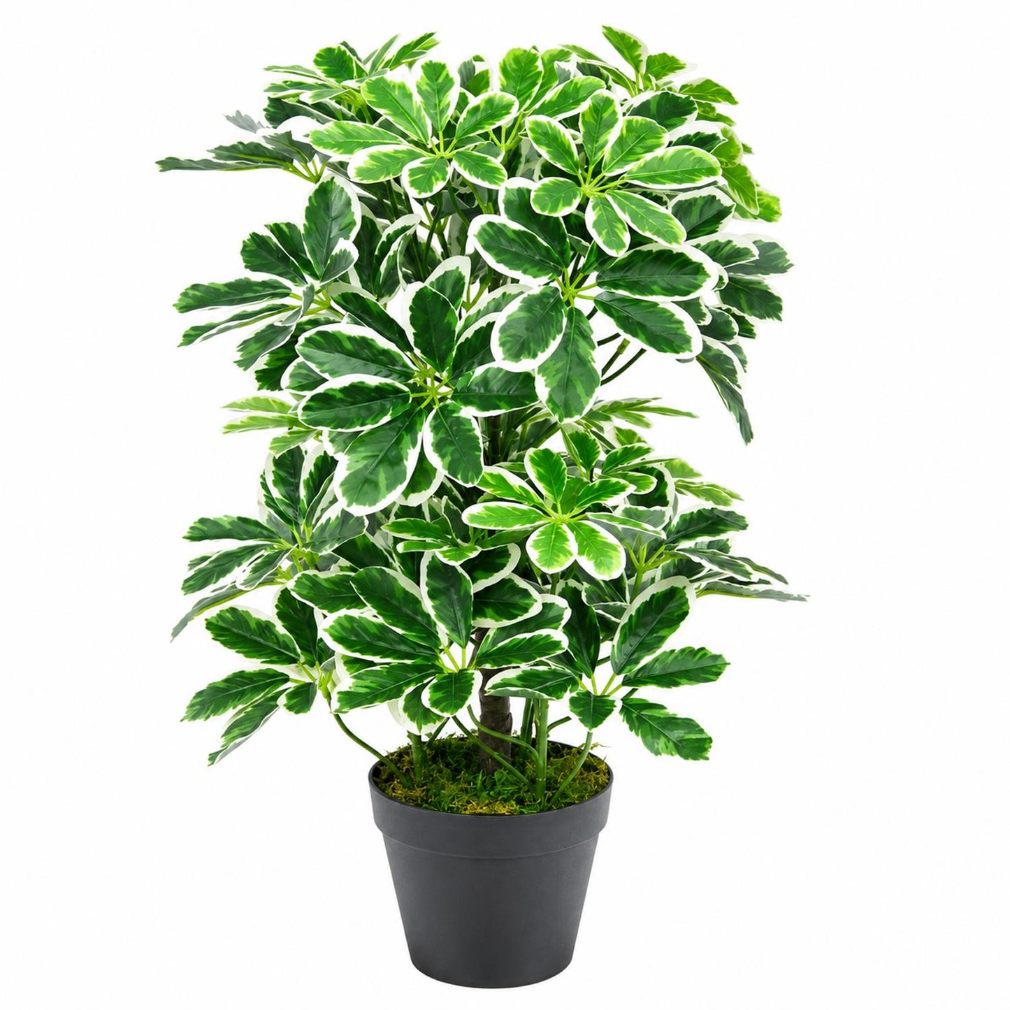 55cm Variegated Artificial Arboricola Plant – image 3