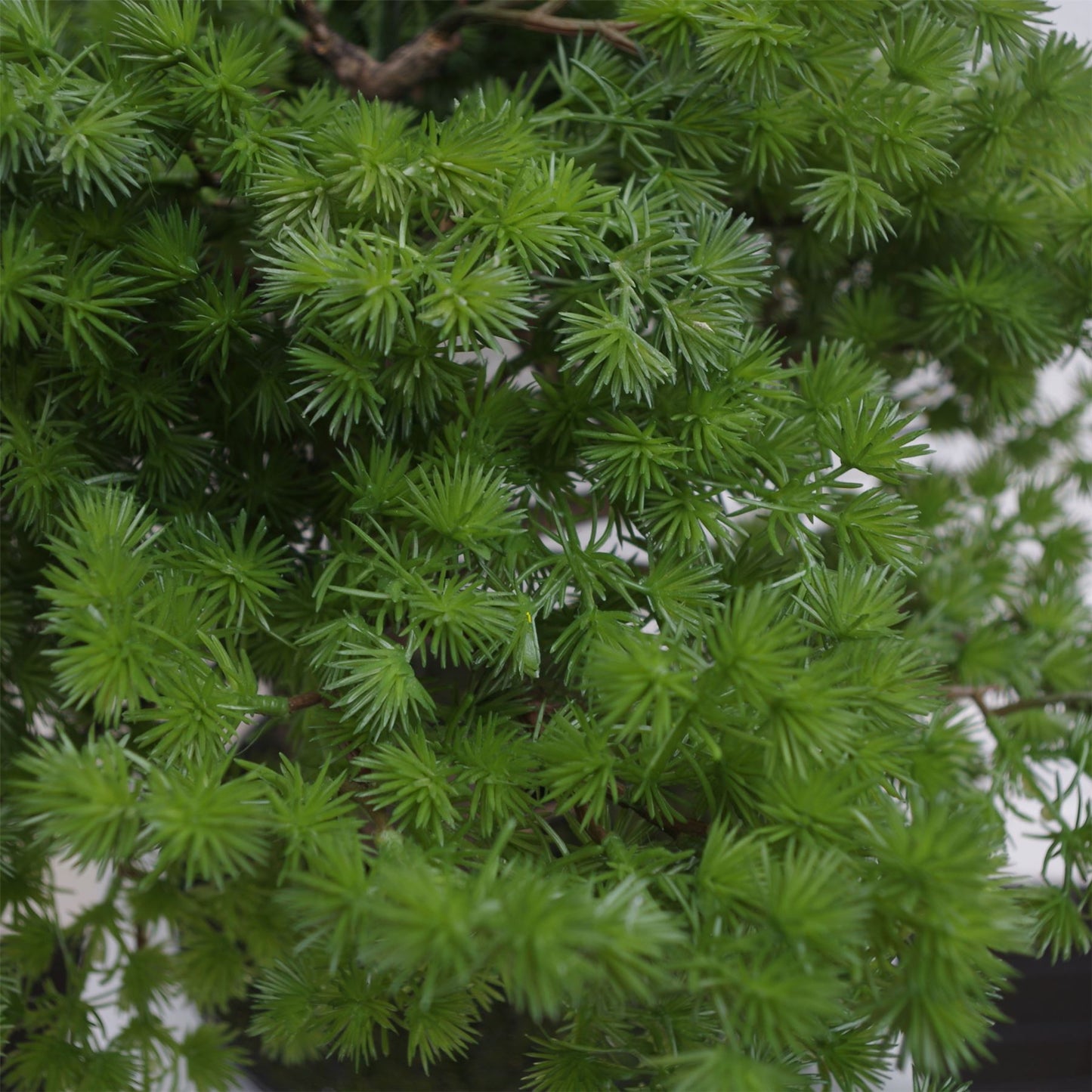 Artificial Luxury Pine Bonsai Tree 50cm – image 4