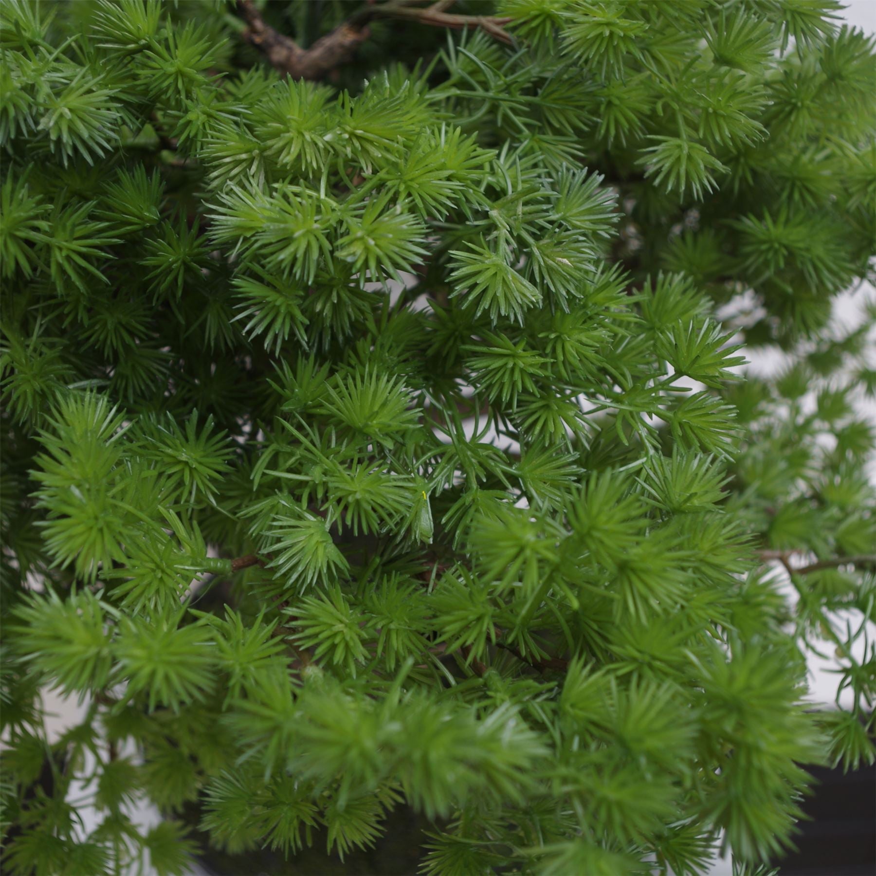 Artificial Luxury Pine Bonsai Tree 50cm – image 4