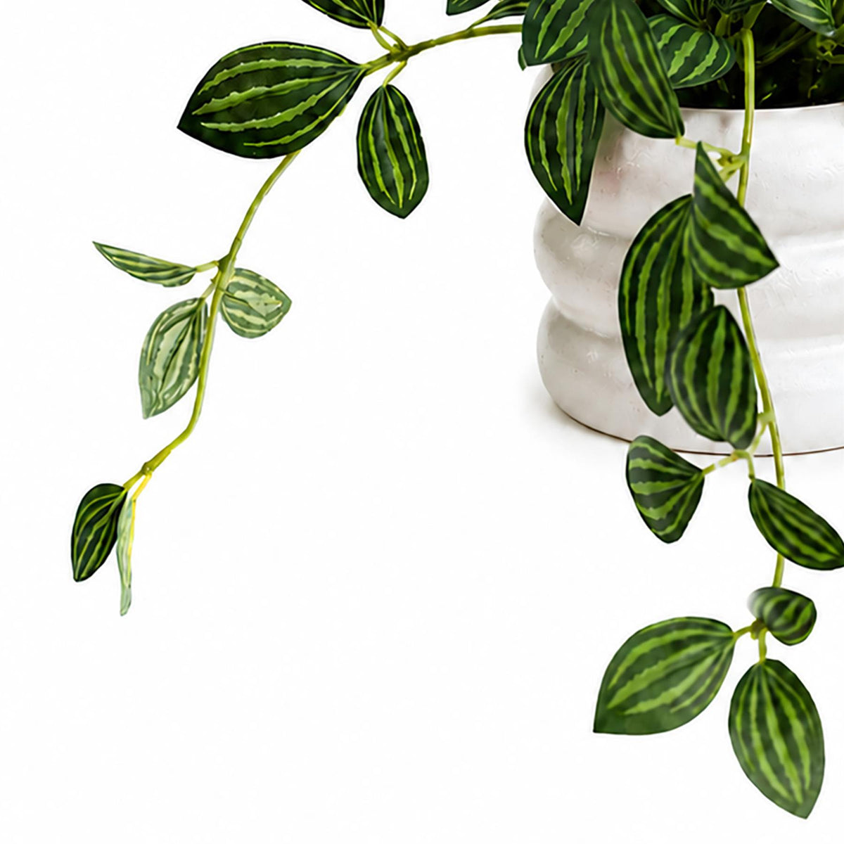 45cm Artificial Trailing Striped Leaf Plant with White Flowers in White Pot