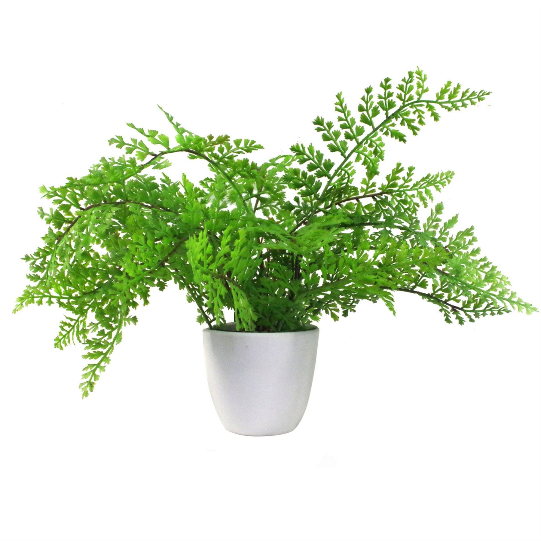 Pack of 3 x 30cm Artificial Ferns Southern Wood Lady and Royal Potted – image 7
