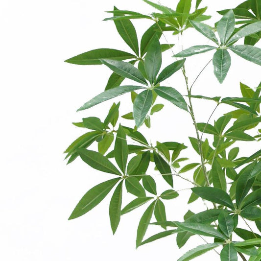 180cm Artificial Money Tree Pachira Realistic Faux Tree – image 2