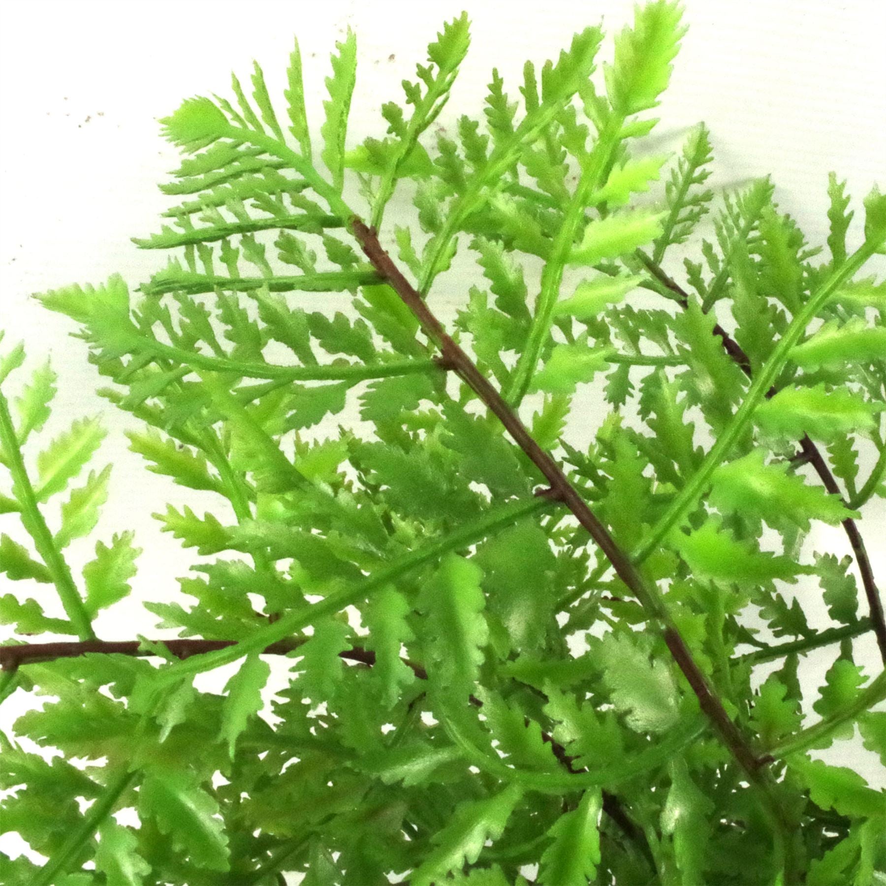 Faux 30cm Artificial Potted Southern Wood Fern – image 4