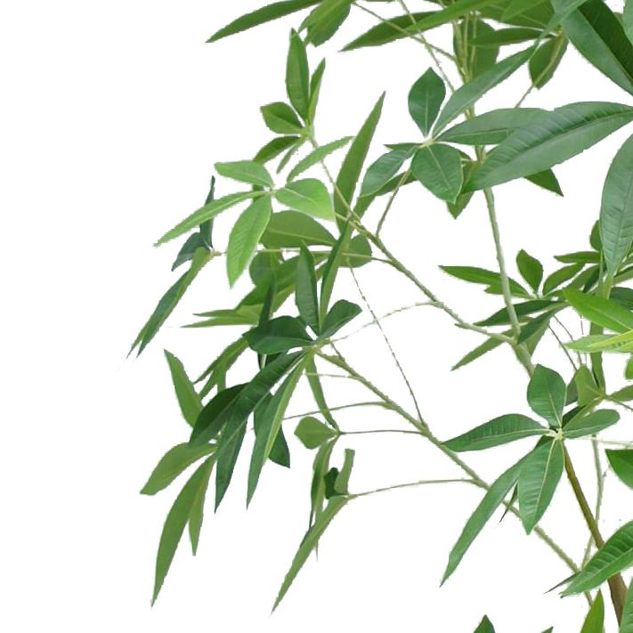 210cm Artificial Money Tree Pachira Realistic Faux Tree – image 3