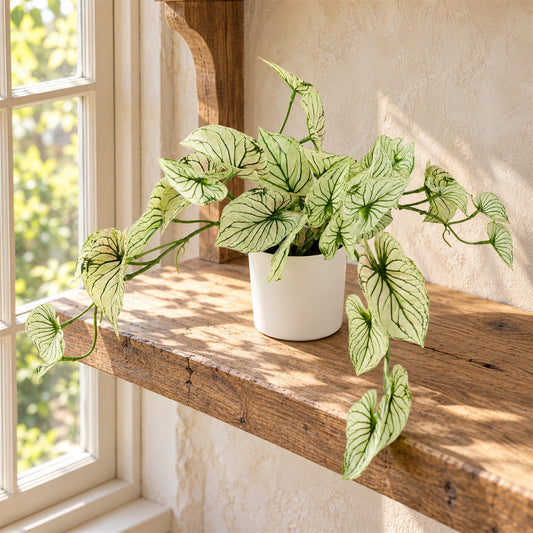 30cm Artificial Trailing Plant Variegated Potted Alocasia