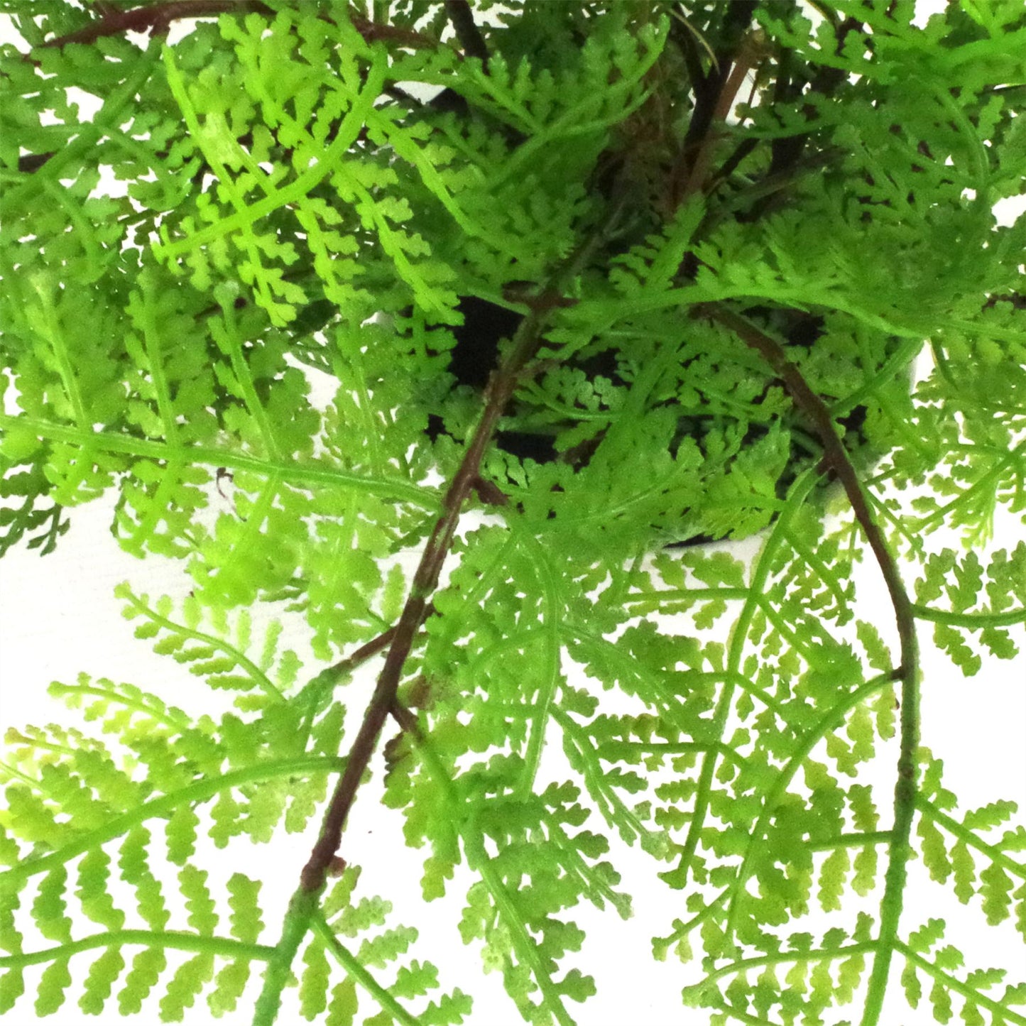 Faux 30cm Artificial Potted Lady Fern – image 7