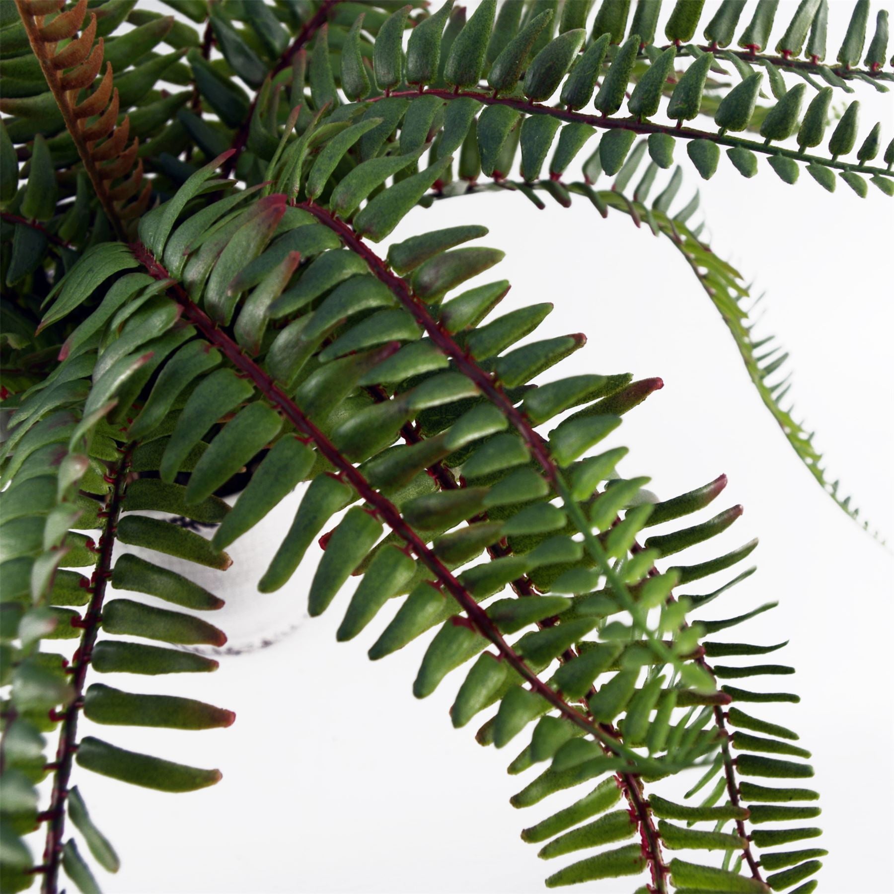 40cm Artificial Fern Bush in Decorative Planter – image 8