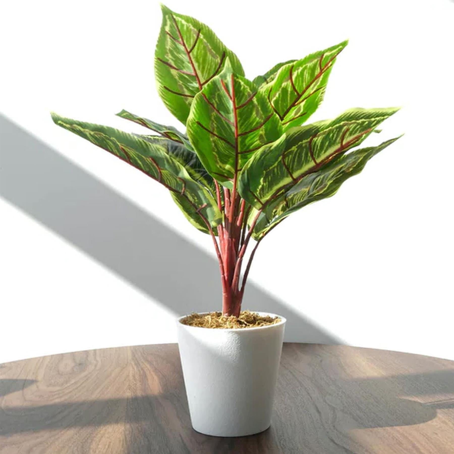 38cm Potted Artificial Calathea Veitchiane – image 5