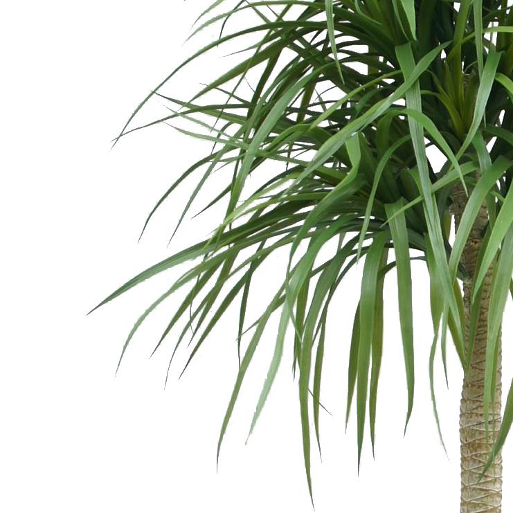 180cm Dracaena Realistic Artificial Tree – image 2