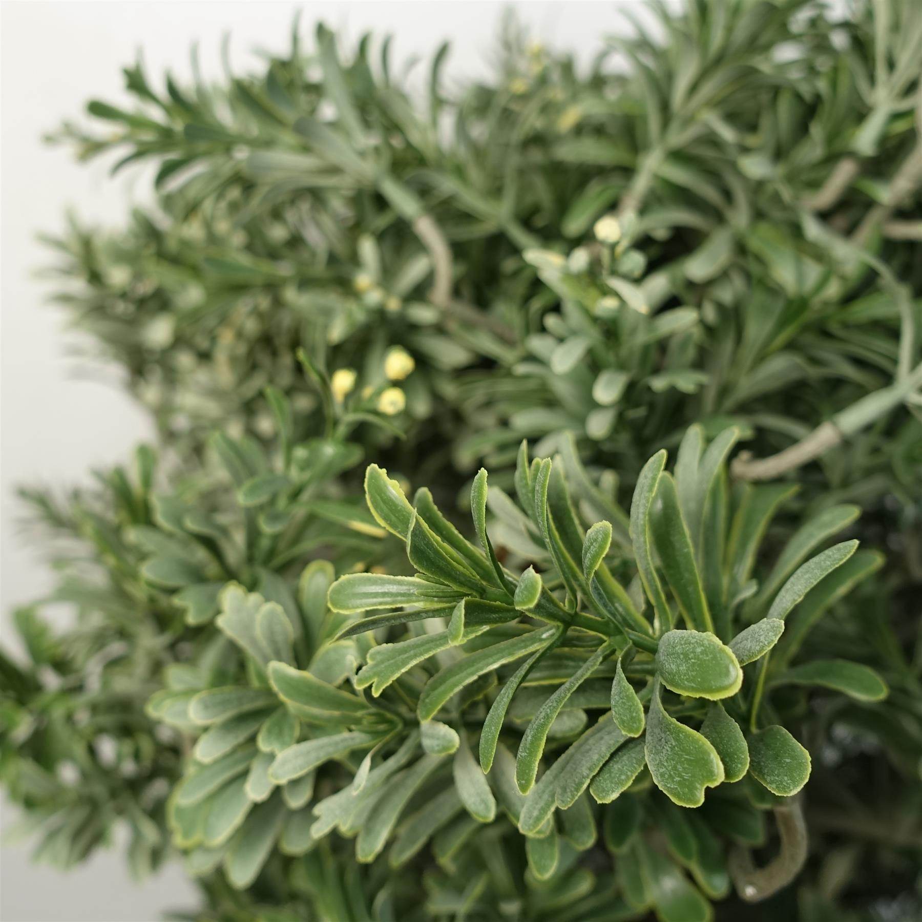 70cm Artificial Topiary Artemisa Plant – image 5