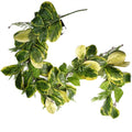 180cm Artificial Garland Hanging Trailing Golden Ficus Plant