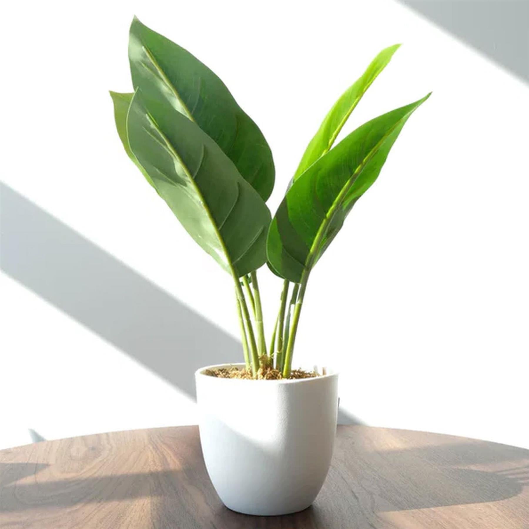 45cm Artificial Aureum Plant – image 4