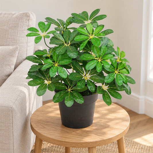 55cm Dark Green Artificial Arboricola Plant