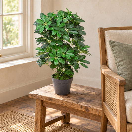 55cm Dark Green Artificial Schefflera Arboricola