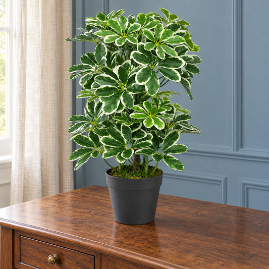 55cm Variegated Artificial Arboricola Plant