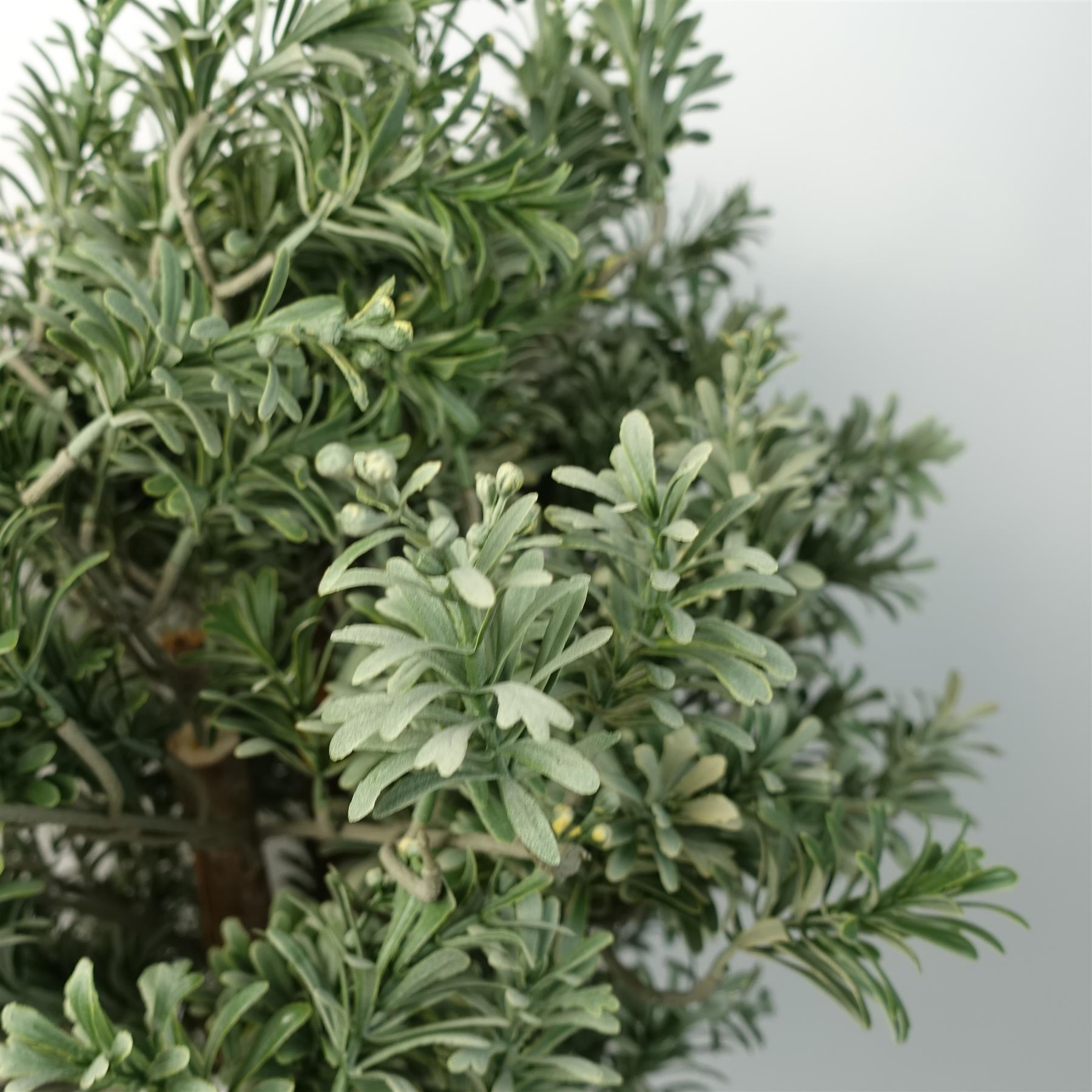 70cm Artificial Topiary Artemisa Plant – image 3