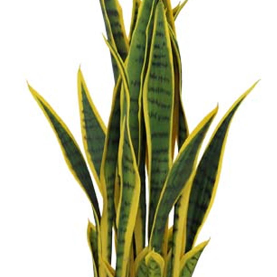 70cm Artificial Sansevieria with pot – image 3