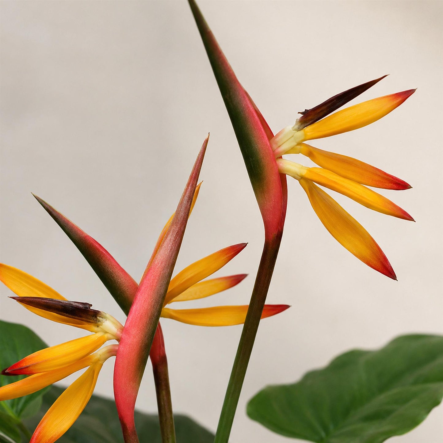 70cm Artificial Bird of Paradise Plant – image 3