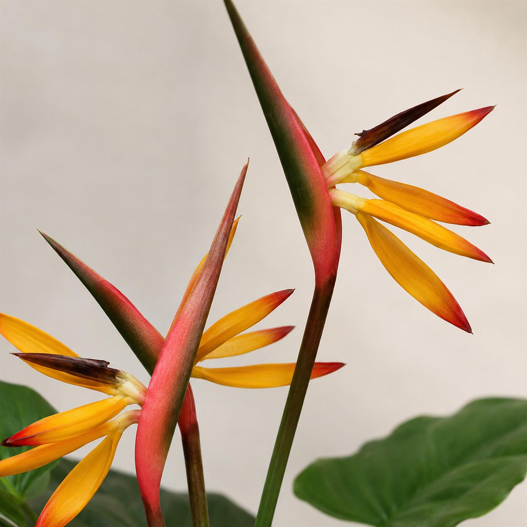 70cm Artificial Bird of Paradise Plant – image 3