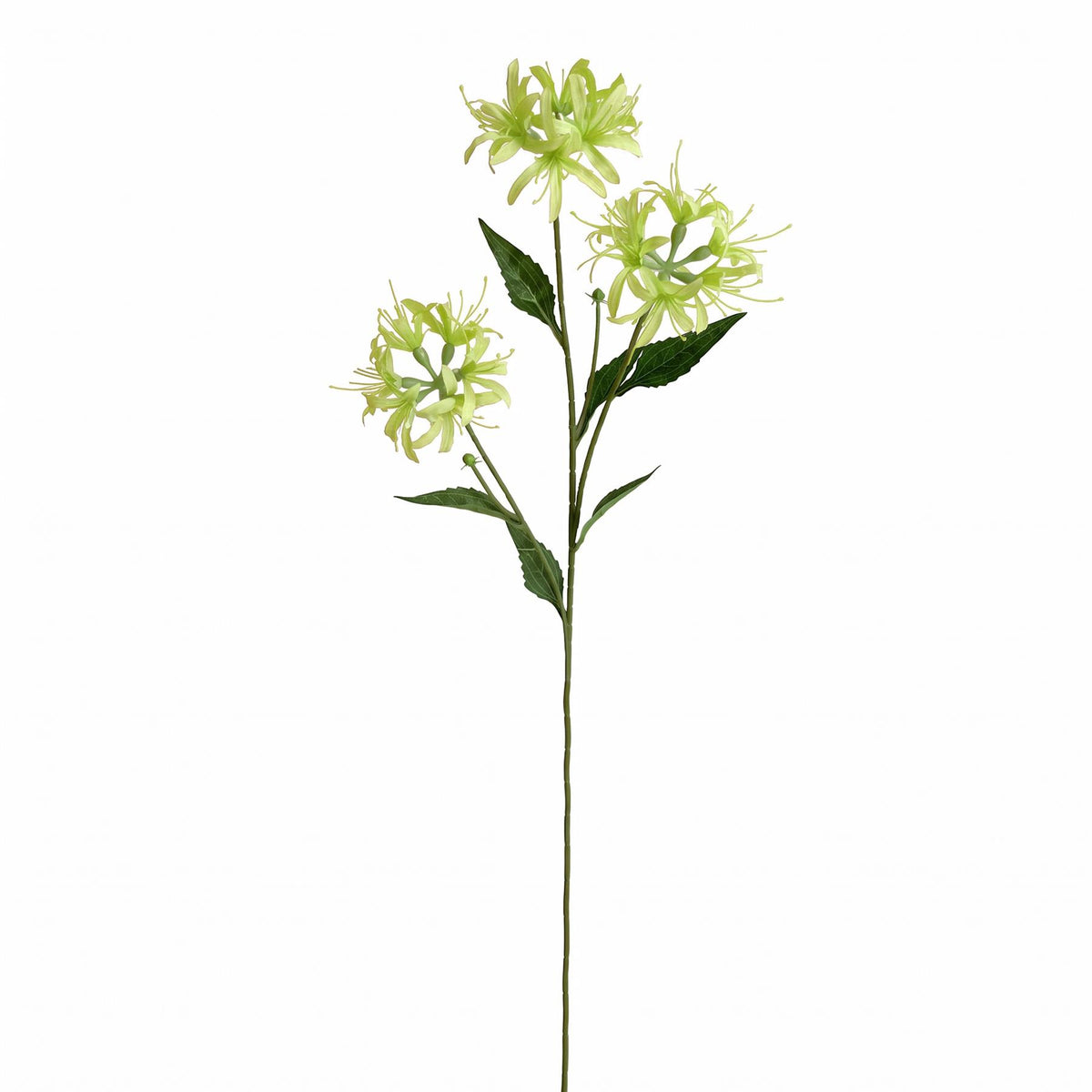 72cm Artificial Lime Green Spider Lily Stem