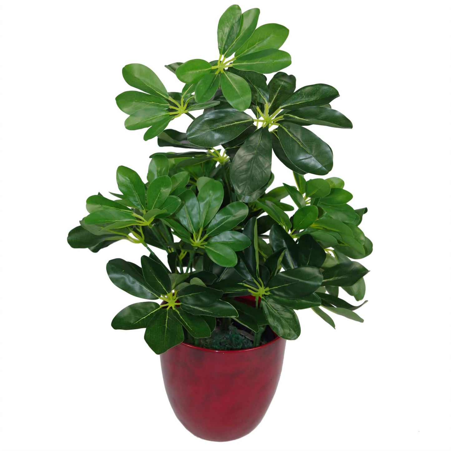 55cm Dark Green Artificial Arboricola Plant – image 3