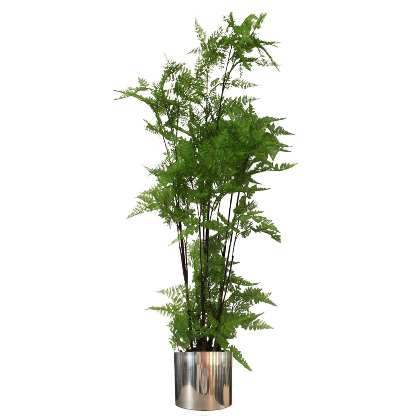 150cm Artificial Moss Base Fern Foliage Plant with Silver Metal Plater – image 2