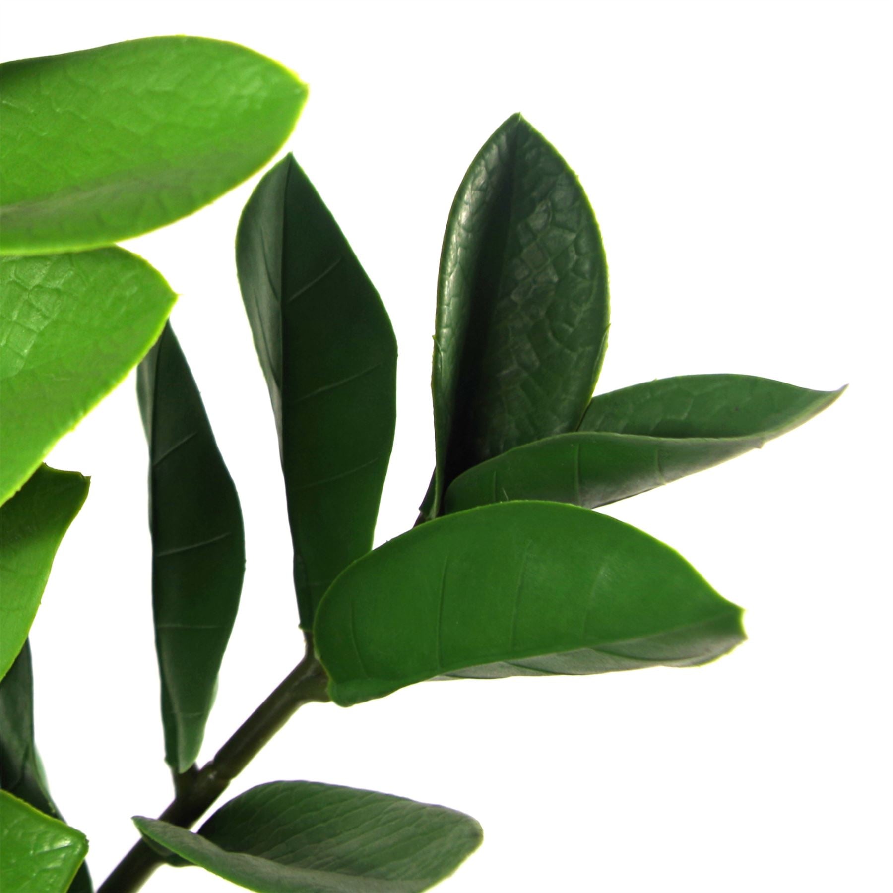 75cm Artificial Zanzibar Green Gem Zamioculcas Succulent Indoor Plant – image 4