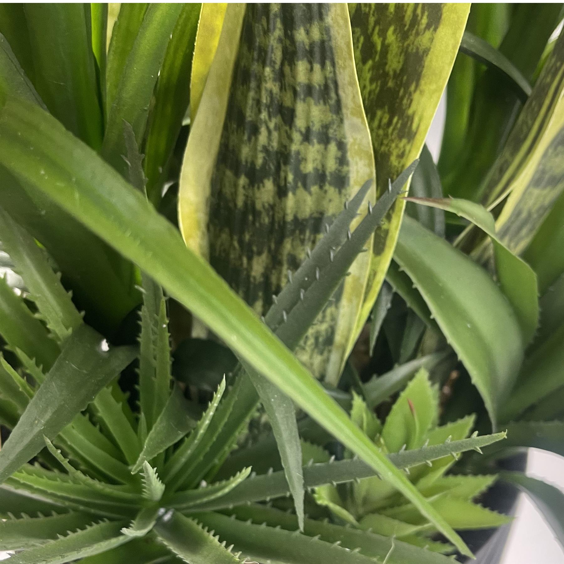 100cm Yukka Display in Pot Artificial – image 6