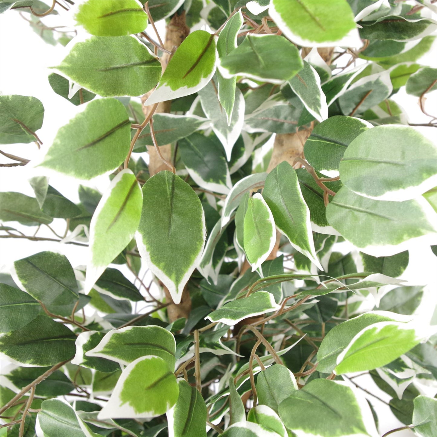 130cm Artificial Variegated White/Green Bushy Ficus Tree – image 2