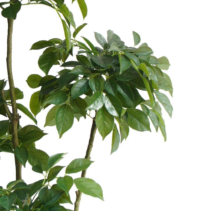 150cm Radermachera Realistic Artificial Tree – image 2