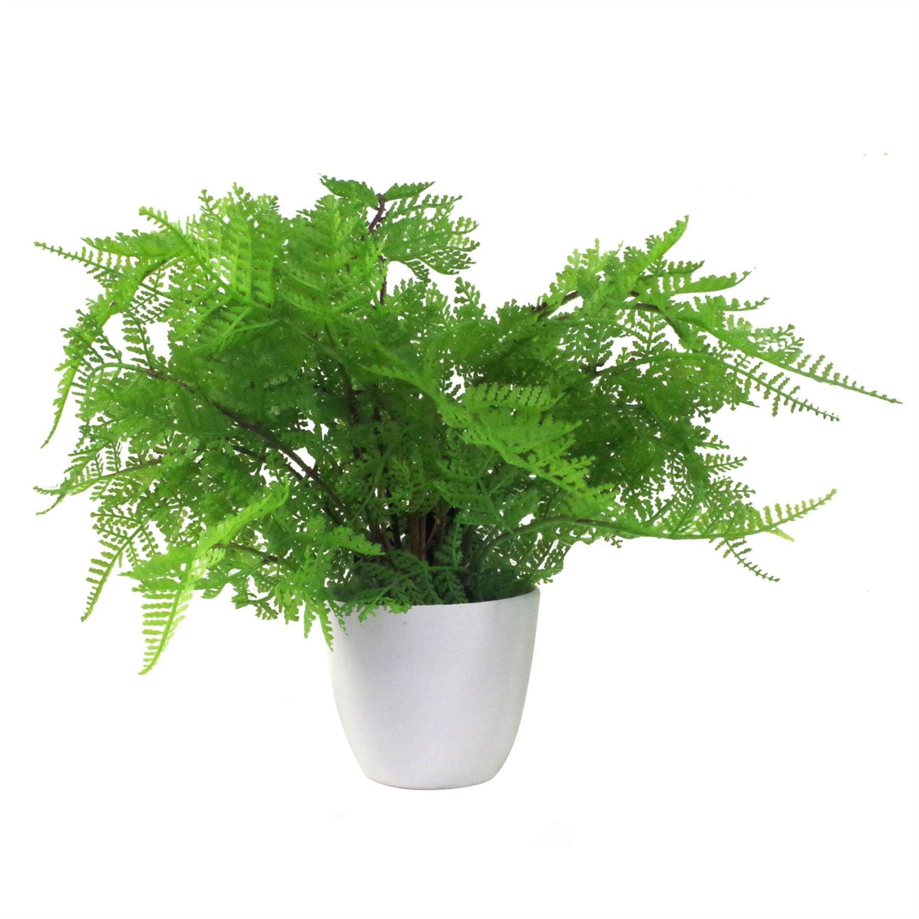 Pack of 3 x 30cm Artificial Ferns Southern Wood Lady and Royal Potted – image 6
