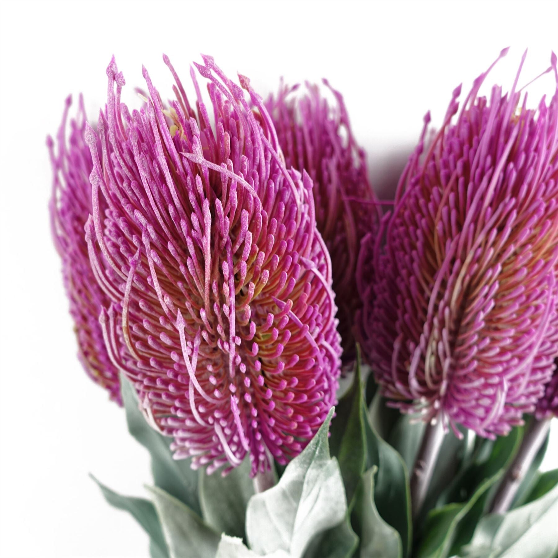 75cm Banksia Menziesii Pink Flower Stem Artificial – image 3