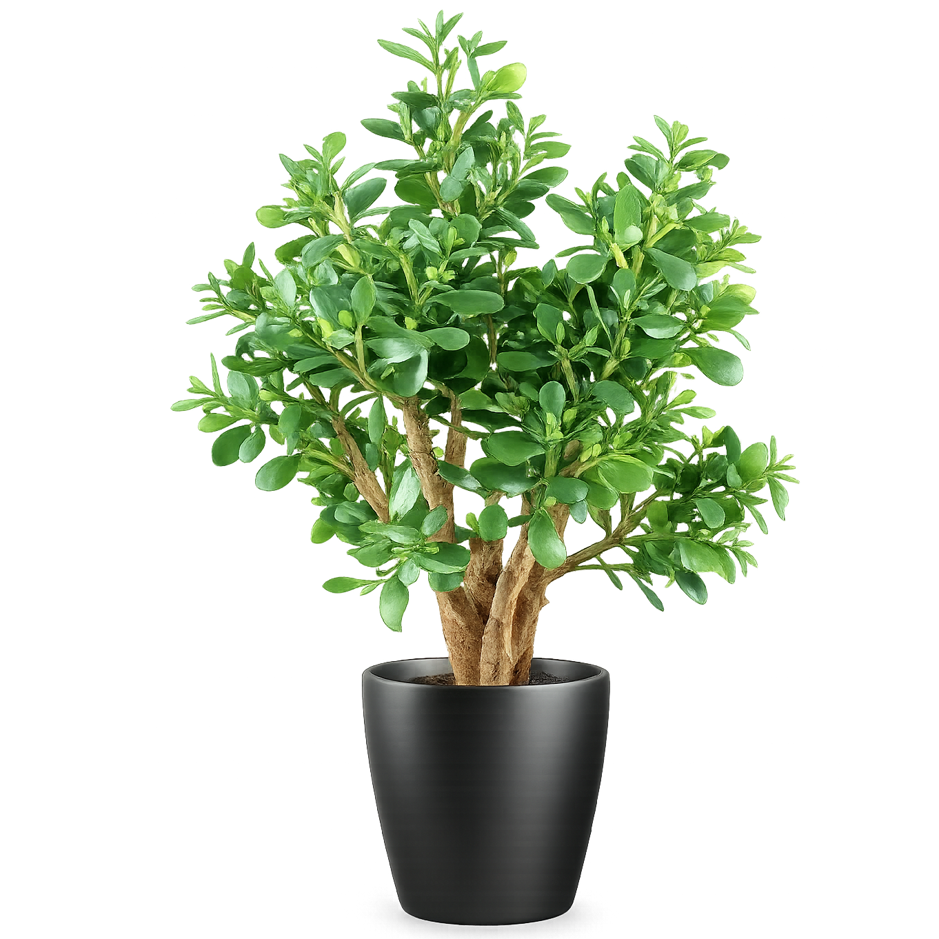 70cm Artificial Deluxe Jade Plant – image 2